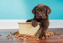 Pet Food – What You Should And also Ought to Not Be Feeding Your Dog