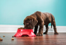 Can a Raw Food Diet Plan For Dogs Be Harmful?