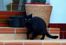 Selecting the very best Cat Carrier Cat Carrier Backpack