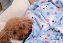 The Best Breed of Canine: Do Your Research pet blanket suppliers