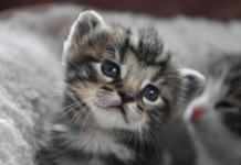 5 Tips for Buying Your Next Pet