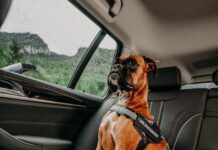 A safety belt and a water bottle for dogs are two things that every dog owner should have when they travel.
